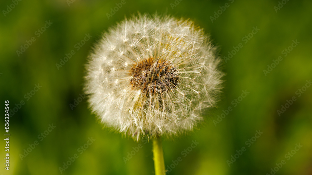 Obraz premium A detailed view of a dandelion against a vibrant green backdrop