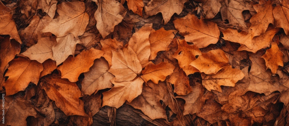 Autumnal foliage in red and orange hues creates a vivid outdoor background, suitable for seasonal themes, with ample copy space image. Autumnal foliage in red and orange hues creates a vivid outdoor background, suitable for seasonal themes, with ample copy space image.