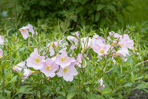 Wiesiołek okazały (Oenothera speciosa,  Pink evening primrose) photo