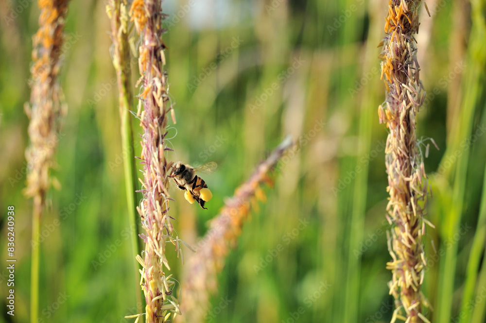 Apis cerana (Asian honey bee) is working on Alang-grass Apis cerana (Asian honey bee) is working on Alang-grass