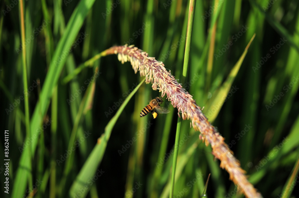 Apis cerana (Asian honey bee) is working on Alang-grass Apis cerana (Asian honey bee) is working on Alang-grass