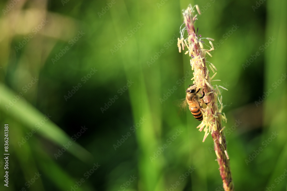 Apis cerana (Asian honey bee) is working on Alang-grass Apis cerana (Asian honey bee) is working on Alang-grass
