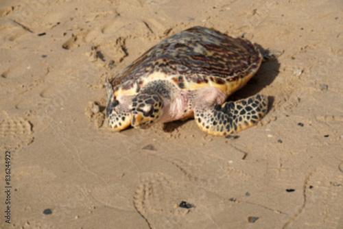 Animal scene of Sea turtle walking on the sand beach go to the sea at sattahip thailand - Volunteers release turtles into the sea Return to nature photo