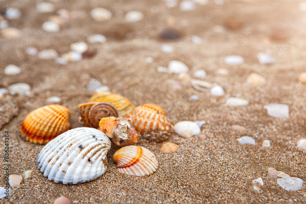 natural shells on the seashore close-up. Beach summer background natural shells on the seashore close-up. Beach summer background