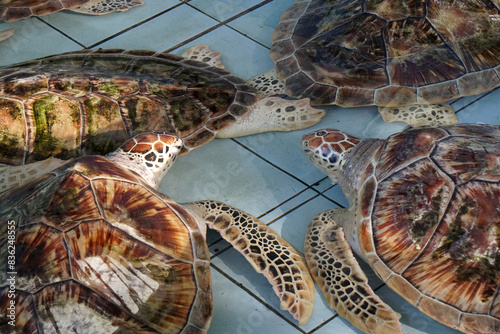 Animal scene of many Big Sea turtle in Turtle pond after Cleaned at Sea Turtle Conservation Center sattahip thailand photo