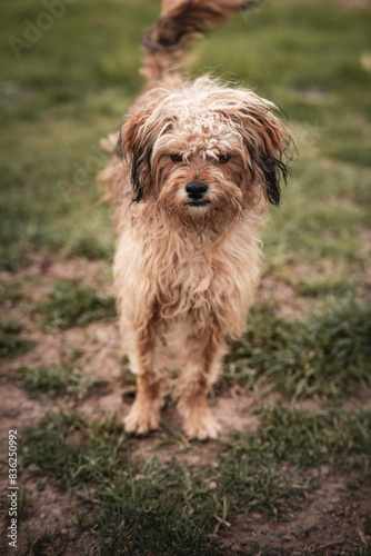 happy mixed breed dog lying down on grass 