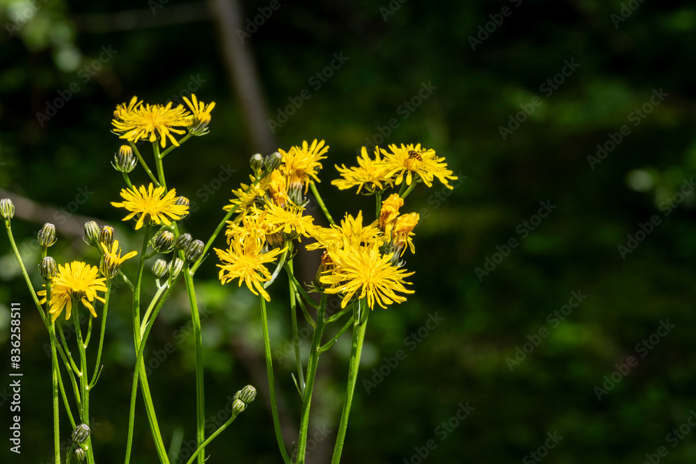 YELLOW FLOWERS OF CREPIS BIENNIS IN A MEADOW YELLOW FLOWERS OF CREPIS BIENNIS IN A MEADOW