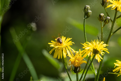 YELLOW FLOWERS OF CREPIS BIENNIS IN A MEADOW photo