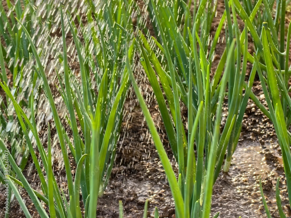 Obraz premium Watering onions in the garden