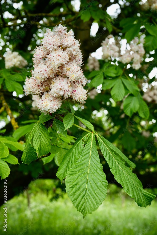 Common Horse Chestnut Flowers in a tree. Aesculus Hippocastanum. Common Horse Chestnut Flowers in a tree. Aesculus Hippocastanum.