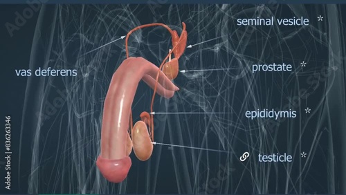 Male Reproductive System