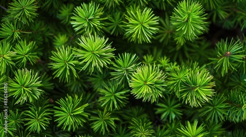 Beautiful green pine needles during the spring