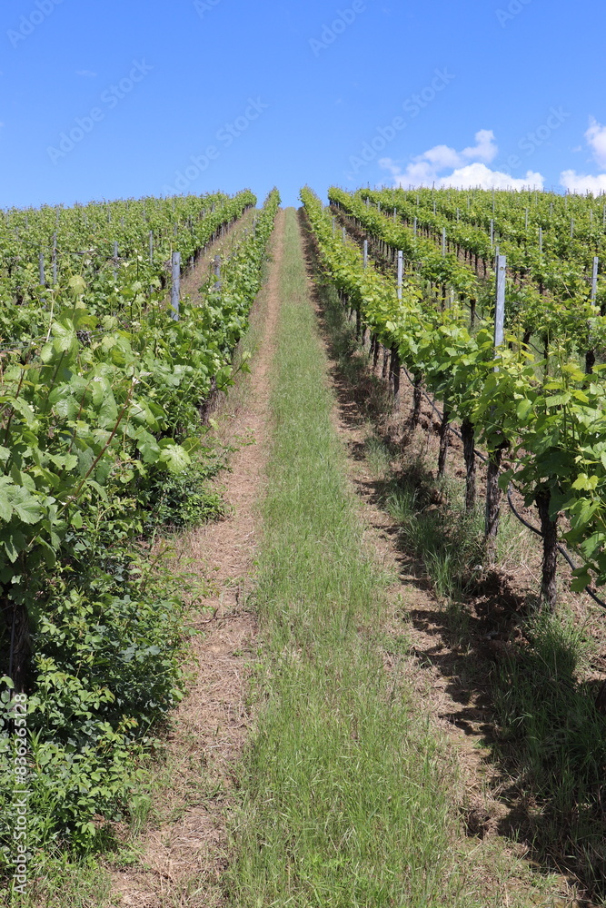 Naklejka premium Weinberg im Sommer.