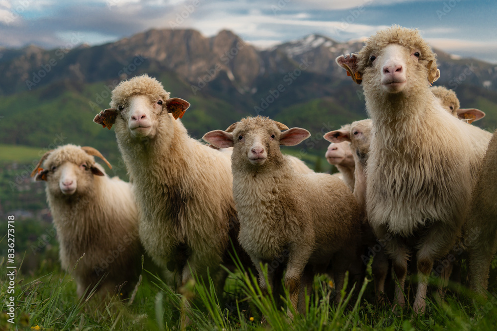 Fototapeta premium flock of sheep
