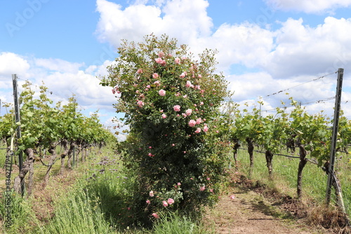 Rosenstock am Weinbergrand in Franken.