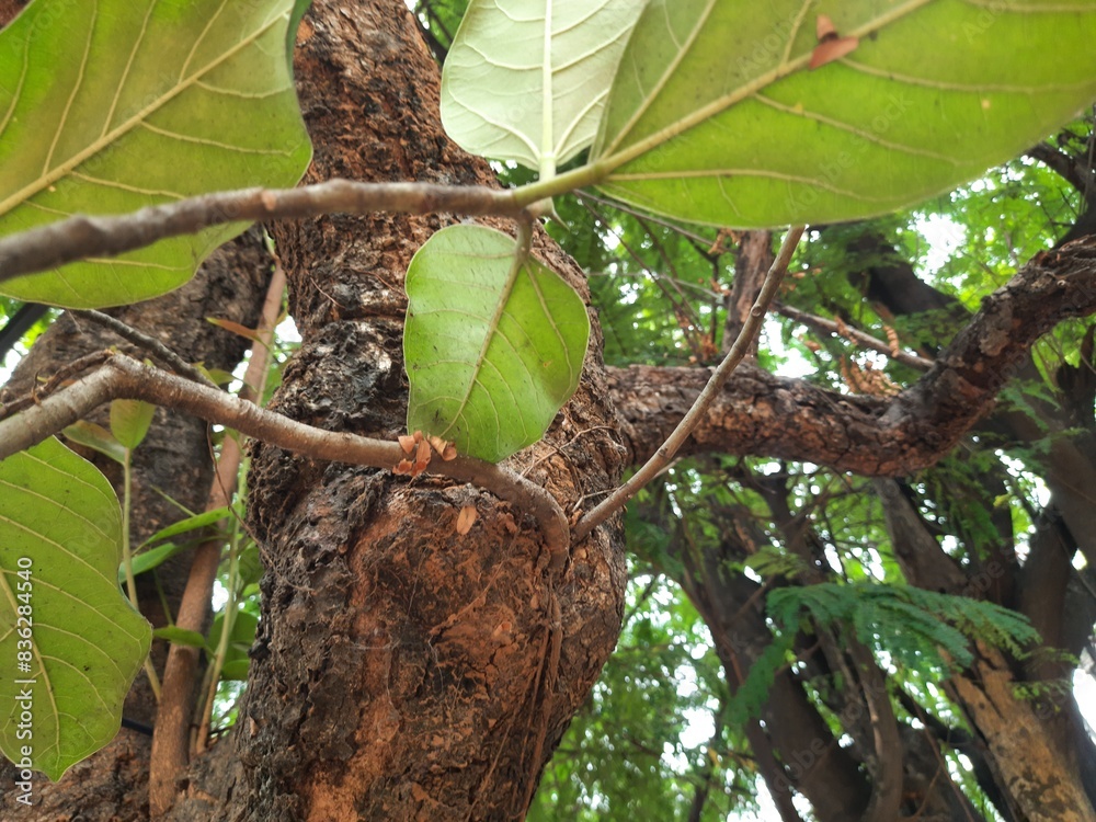 Banyan tree growing on another
tree trunk. Its seeds germinate in the hollow of the trees and slowly cover the whole tree. It can also be called a parasitic tree. Banyan tree roots.
Banyan tree growing on another
tree trunk. Its seeds germinate in the hollow of the trees and slowly cover the whole tree. It can also be called a parasitic tree. Banyan tree roots.