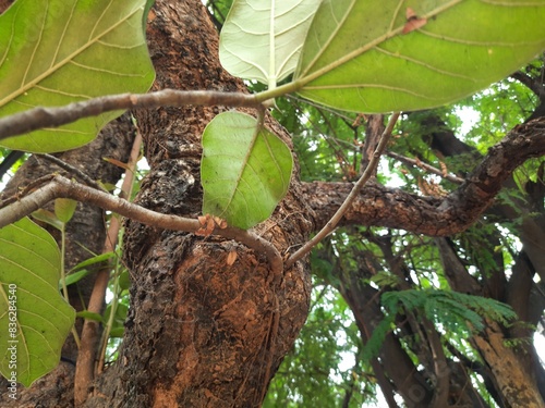 Banyan tree growing on another 
tree trunk. Its seeds germinate in the hollow of the trees and slowly cover the whole tree. It can also be called a parasitic tree. Banyan tree roots.
 photo