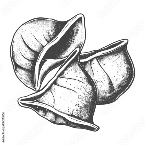 Hand-Drawn Engraved Illustration of Three Concave Lumache Pasta Shells