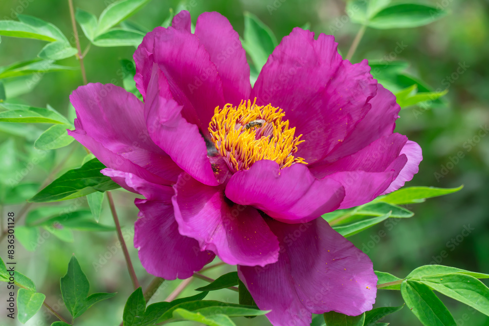 Purple tree peony blossoms in spring botanical garden. Floral background of delicate flower paeonia suffruticosa. Magenta against of green leaves. Blooming shrub large buds in family paeoniaceae.