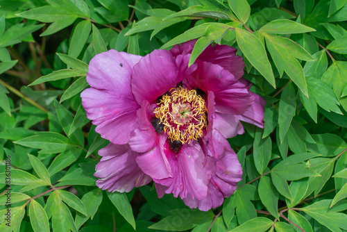 Fototapeta Naklejka Na Ścianę i Meble -  Purple tree peony blossoms in spring botanical garden. Floral background of delicate flower paeonia suffruticosa. Magenta against of green leaves. Blooming shrub large buds in family paeoniaceae.