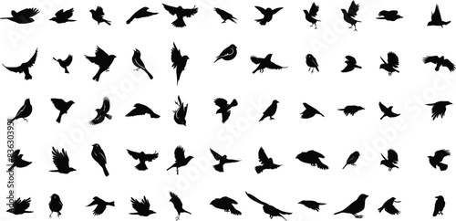 Bird silhouette collection. Birds of prey vector silhouettes collection. Black bird silhouette collection. Set of black bird silhouette isolated