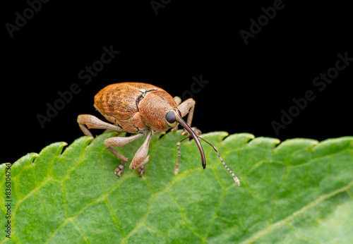 Tableau sur toile Acorn weevil