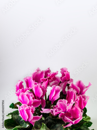 A banner with space for text. Purple cyclamen on a white background