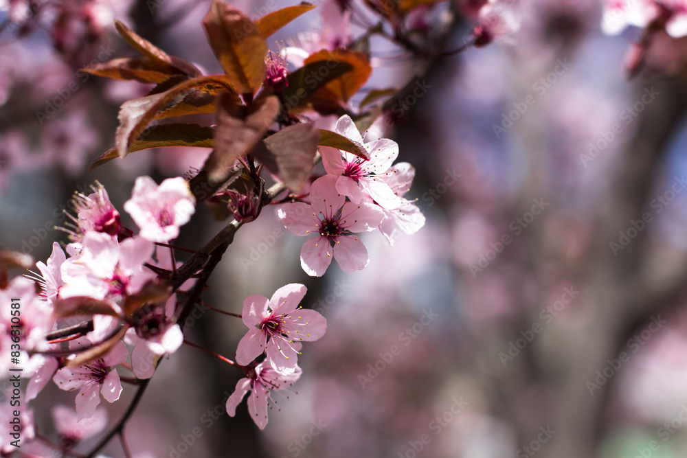 Cherry blossom branch against blue sky. Beautiful spring postcard