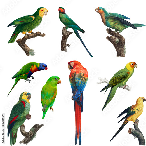 Wallpaper Mural Seamless Pattern Tropical Parrots Torontodigital.ca