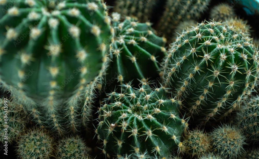 close up of cactus close up of cactus