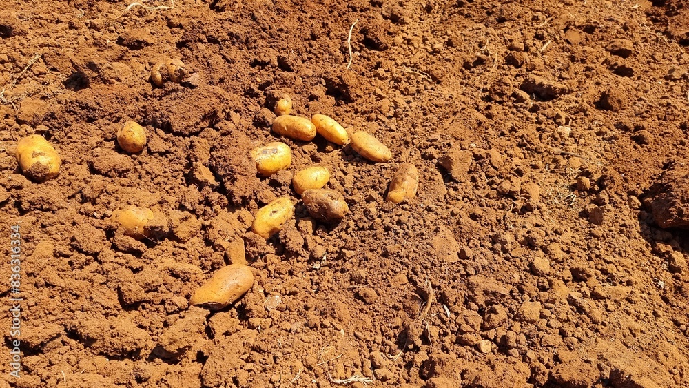 soil fresh potatoes cultivation harvesting ground brown plantaion soil fresh potatoes cultivation harvesting ground brown plantaion