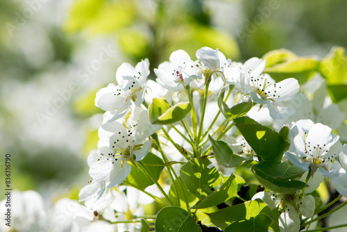 pear flowers. blooming tree in the garden. white delicate flowers and green and young leaves. Malinae, Springtide. Branches of flowering pears on a green background. close-up. pear in the forest photo