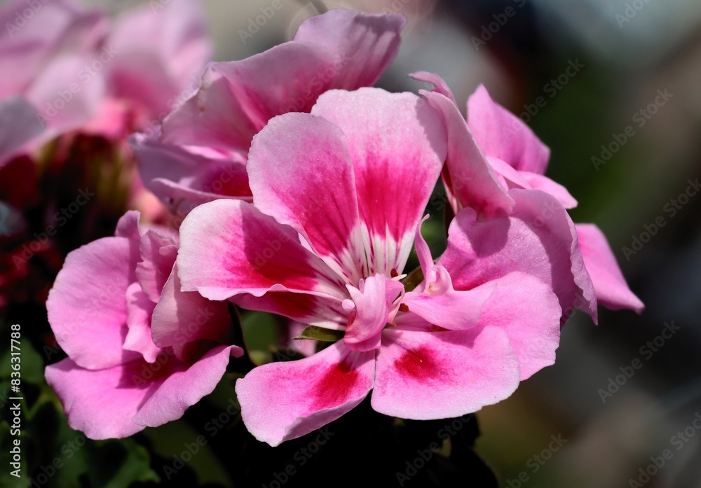 colorful red and pink flowers of geranium potted plant close up colorful red and pink flowers of geranium potted plant close up