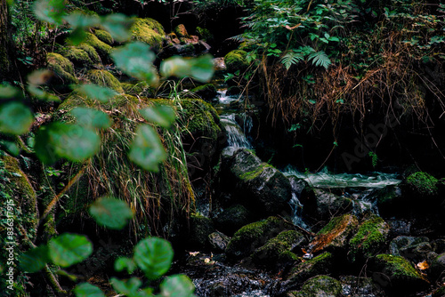 Spring of running water in the wilderness.