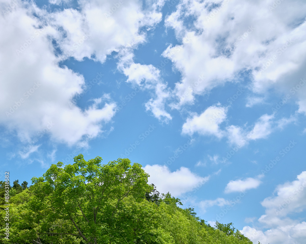 新緑と青空 / Fresh greenery and blue sky 新緑と青空 / Fresh greenery and blue sky