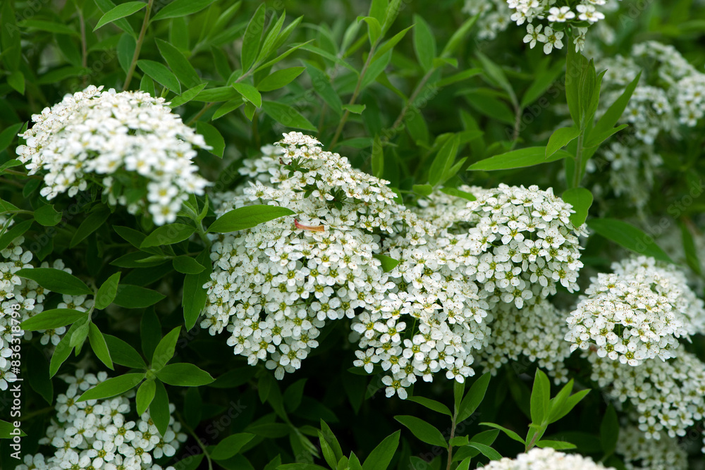 Spiraea. Close-up of garden flowers Spiraea flower on the branches with green leaves. White spiraea flower. macro photo of nature. bright floral background. spring garden, flowering bush in the forest Spiraea. Close-up of garden flowers Spiraea flower on the branches with green leaves. White spiraea flower. macro photo of nature. bright floral background. spring garden, flowering bush in the forest