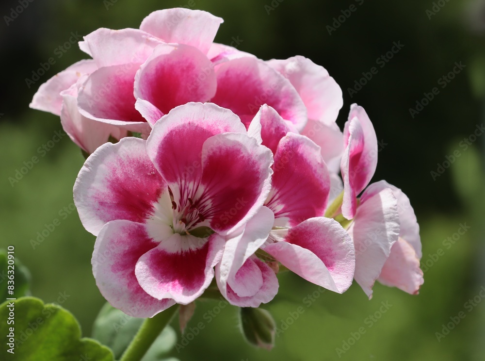 colorful red and pink flowers of geranium potted plant close up colorful red and pink flowers of geranium potted plant close up