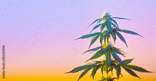 Green cannabis plant on gentle gradient yellow purple background. Long vibrant banner with tropical marijuana hemp plant and copy space for text