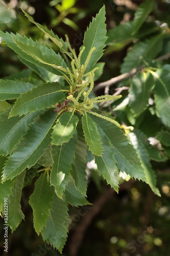 twig of Castanata Sativa tree with flowers close up photo