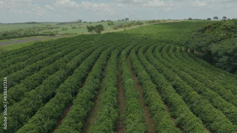 Coffee plantation in Alta Mogiana in Brazil Coffee plantation in Alta Mogiana in Brazil