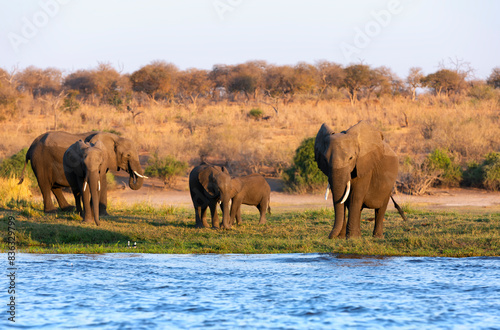 Chobe National Park is the oldest national park in Botswana. Watering in the Okavango Delta. Herd of elephants adults and cubs crossing a river in shallow water.