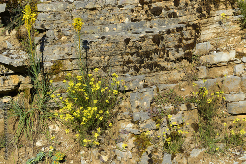 Rocks and flowers in Zagoria, Zagoria area is UNESCO World Heritage Site, Epirus region, north-western Greece. photo