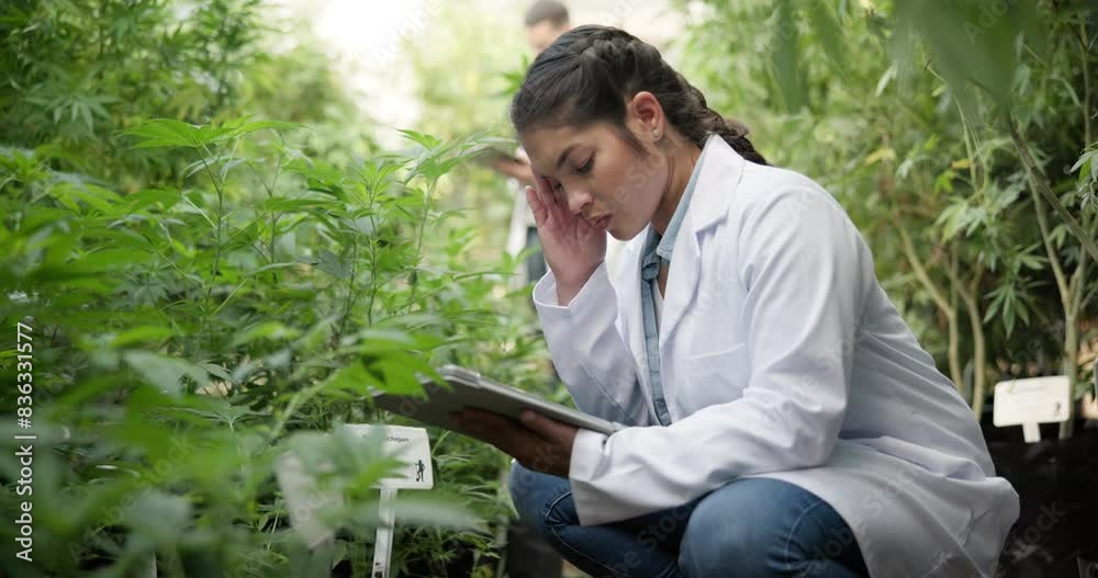 Headache, tired and woman scientist with tablet for plant research, agriculture, and cannabis inspection. Burnout, female biologist and digital with lab coat, indica check and exhausted or overworked Headache, tired and woman scientist with tablet for plant research, agriculture, and cannabis inspection. Burnout, female biologist and digital with lab coat, indica check and exhausted or overworked