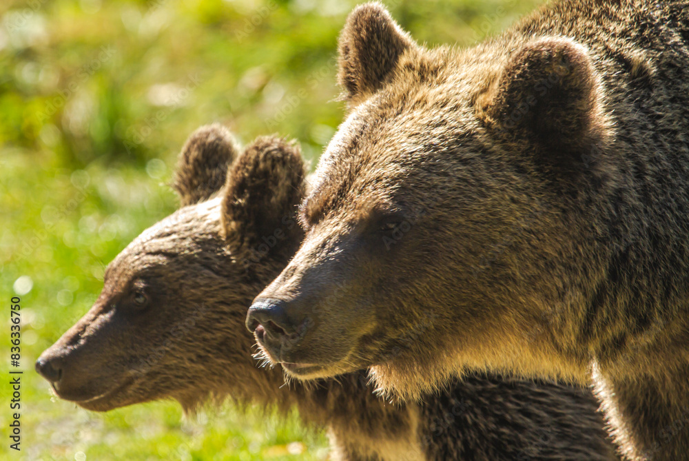 Fototapeta premium Bears on the Transfagarasan in Transylvania, Romania