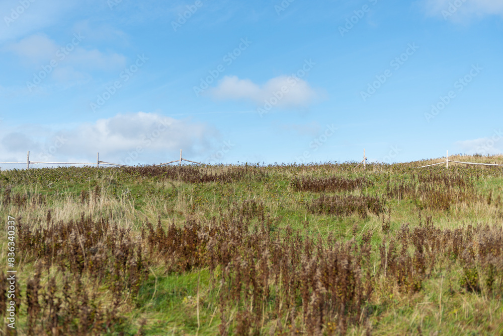 Obraz premium A wide area of arctic tundra with dwarf shrubs, moss, plants, grass, sedges, organic materials, and rocky coastline. The cold barren land is plain and treeless vegetation. The sky is cloudy blue.