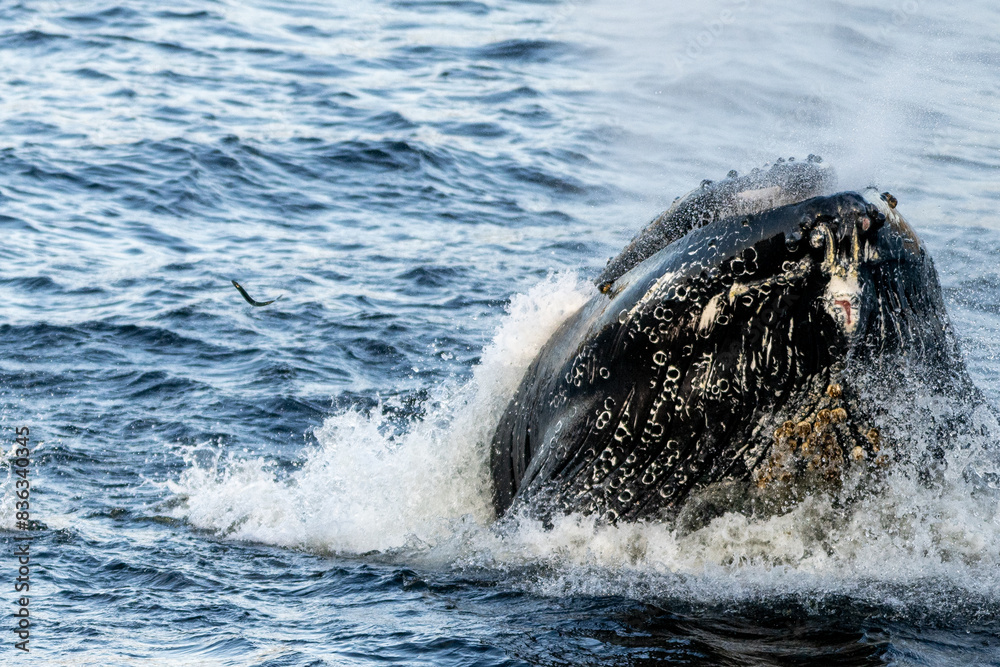 Obraz premium A large humpback whale surfaces from the cold blue Atlantic Ocean to lunge feed on a mouthful of herring fish and capelin. Water is spraying from its mouth with bits of small fishing scattering. 