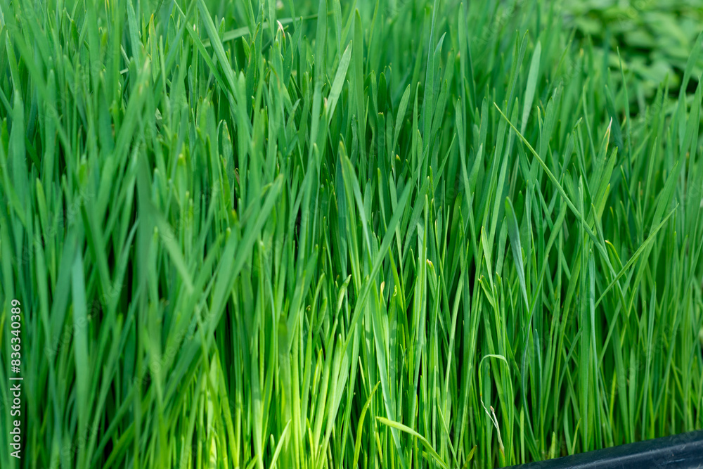 Long lush dense green blades of grass growing on a golf course. The thick velvety grass is a weed free lawn. The ground is nutritious and healthy and heavily fertilized with emerald green growth. Long lush dense green blades of grass growing on a golf course. The thick velvety grass is a weed free lawn. The ground is nutritious and healthy and heavily fertilized with emerald green growth.