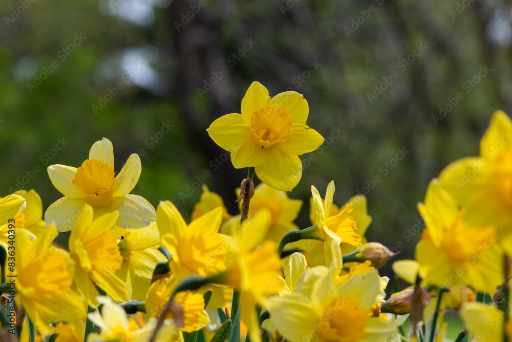A bed of daffodil flowers blooming in a residential garden. The light is making the yellow petals translucent. The flowers are both yellow and orange in color with green stems. A bed of daffodil flowers blooming in a residential garden. The light is making the yellow petals translucent. The flowers are both yellow and orange in color with green stems.