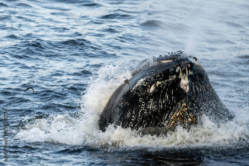 Wallpaper Mural A large humpback whale surfaces from the cold blue Atlantic Ocean to lunge feed on a mouthful of herring fish and capelin. Water is spraying from its mouth with bits of small fishing scattering.  Torontodigital.ca