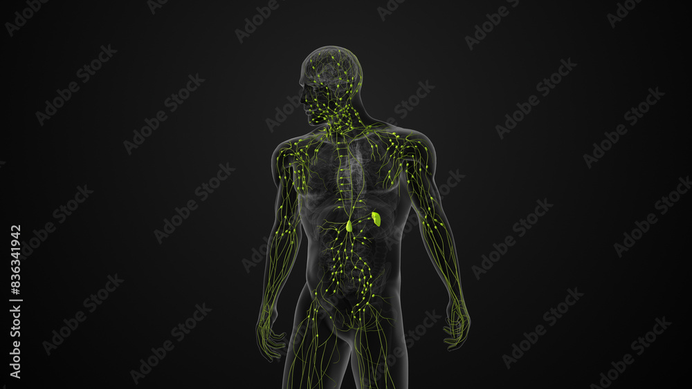 Human lymphatic system medical animation Human lymphatic system medical animation